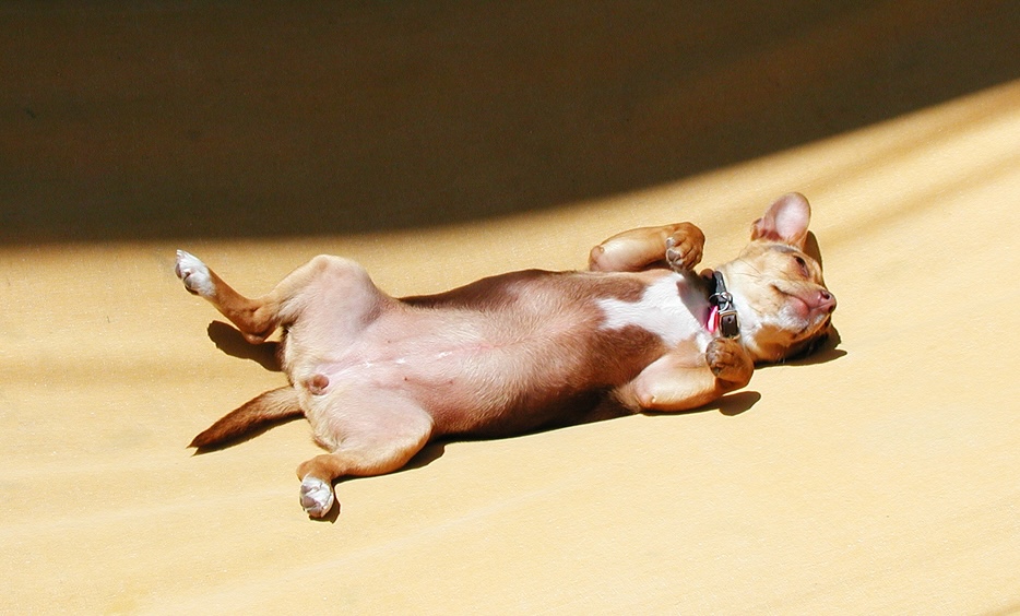 Dog laying on its back in the sunshine.