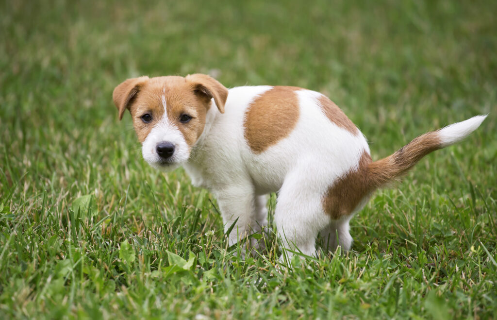 Puppy pooping