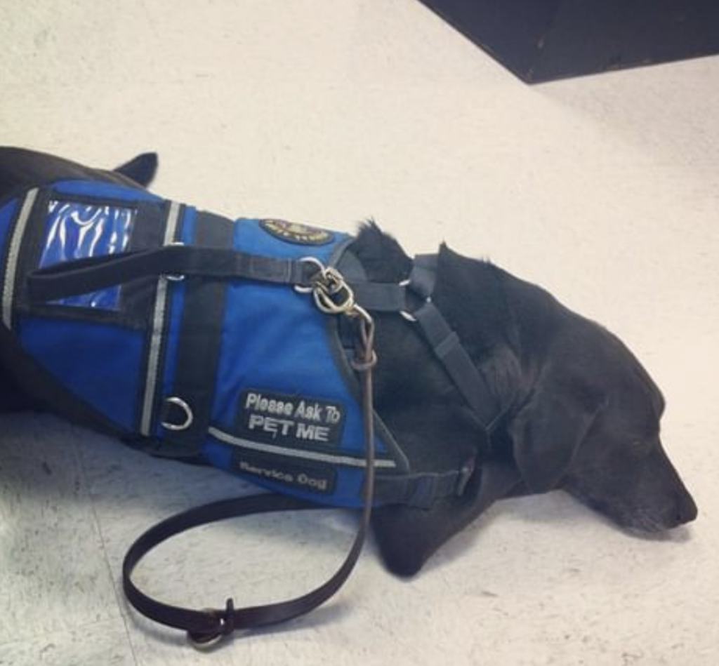 Shots the service dog in a service vest