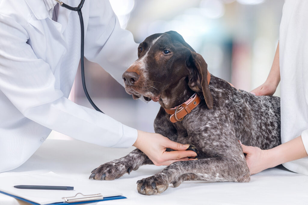 Vet checking heart on dog